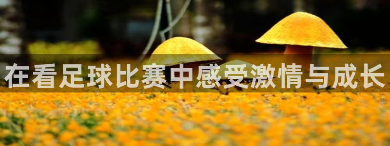 在看足球比赛中感受激情与成长