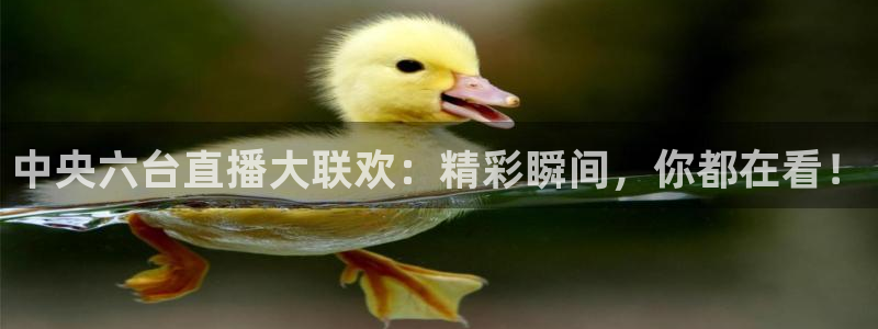 搜球吧nba视频直播：中央六台直播大联欢：精彩瞬间，你都在看！